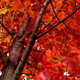 Illustration for article titled 48 Photos Of Autumn Around The World